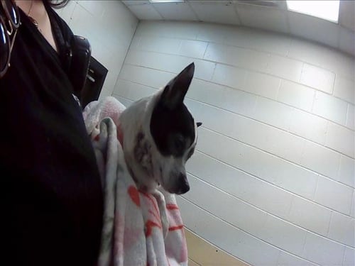 CAYENNE - Chihuahua available for adoption
