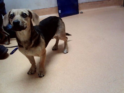 A1055000 - Beagle available for adoption