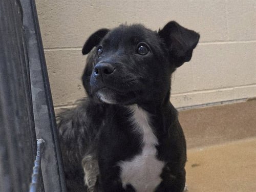 ROCKET - Pit Bull Terrier available for adoption