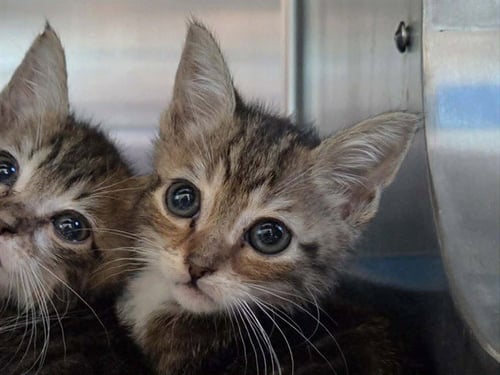 A1049376 - Domestic Short Hair available for adoption