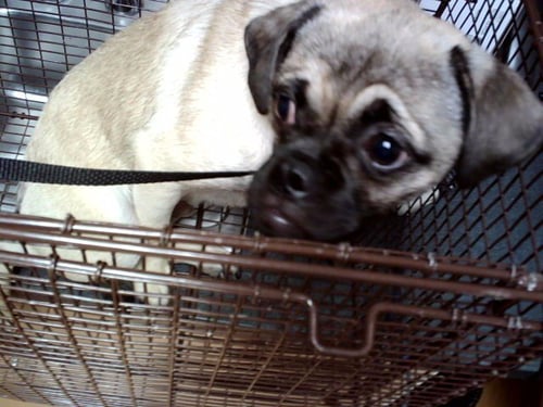 BOB - Pug available for adoption