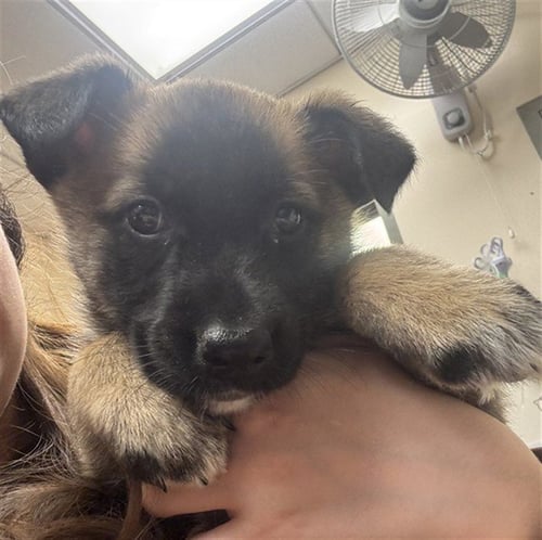 CAMILLE - Belgian Shepherd Malinois available for adoption