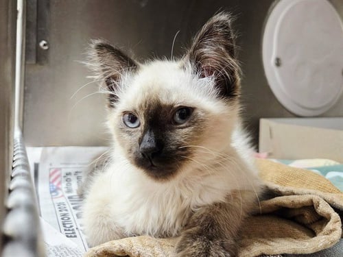 DR. CLAWDIA - Domestic Medium Hair for adoption in Concord