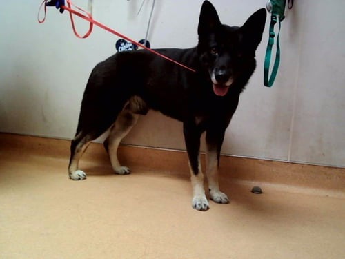 RIVER - German Shepherd Dog available for adoption