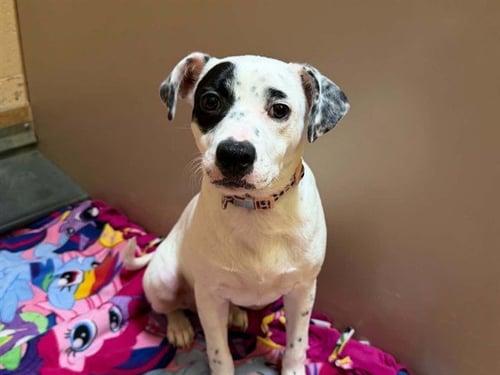 A1052894 - Terrier available for adoption