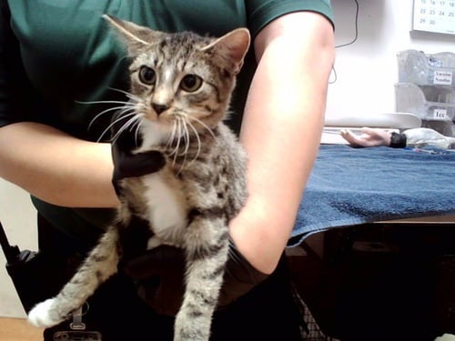 A1055085 - Domestic Short Hair available for adoption