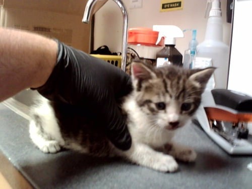 A1047644 - Domestic Short Hair available for adoption