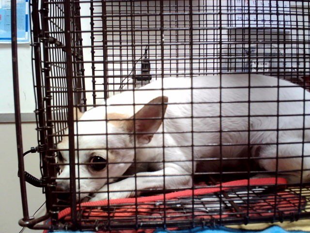 NINA GIRL Image