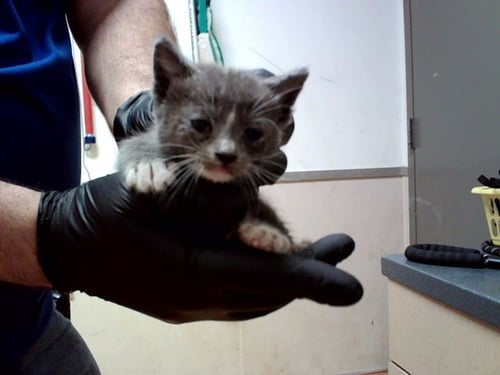 A1047749 - Domestic Short Hair available for adoption