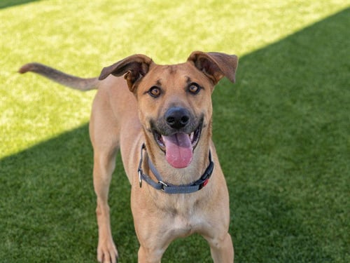 RANDY - German Shepherd Dog available for adoption