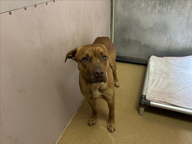 PINOCCHIO - Pit Bull Terrier / Labrador Retriever for adoption in Vallejo