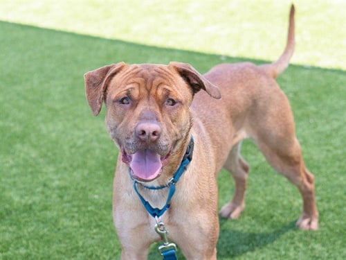 PINOCCHIO - Labrador Retriever for adoption in Concord