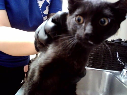 CHARLIE - Domestic Short Hair available for adoption