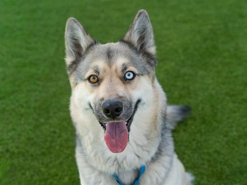 KLONDIKE - Siberian Husky available for adoption