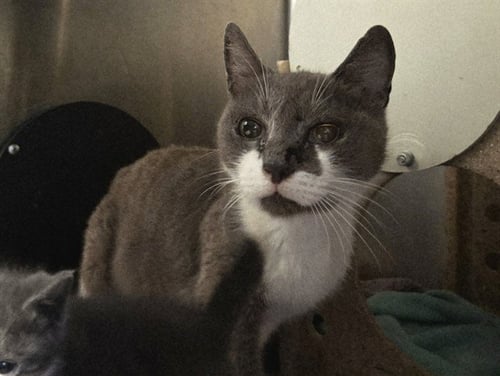PEBBLE - Domestic Short Hair for adoption in Concord