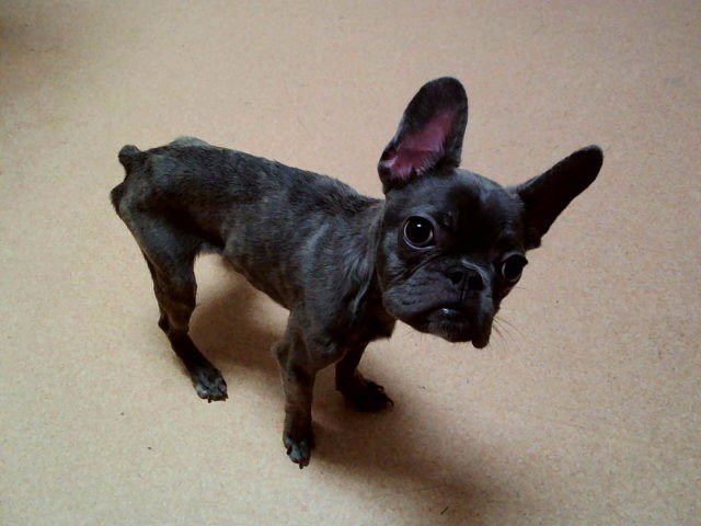 MARCO - French Bulldog available for adoption