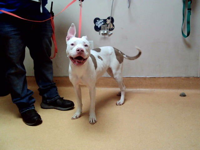 SMILEY - Pit Bull Terrier for adoption in Vallejo