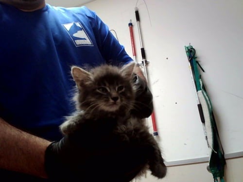 A1048094 - Domestic Medium Hair available for adoption
