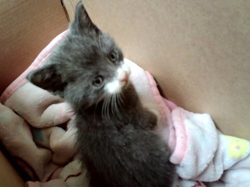 A1048398 - Domestic Short Hair available for adoption
