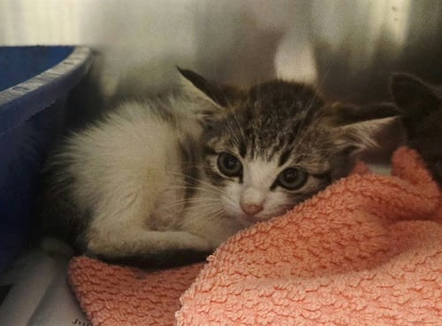 A1055395 - Domestic Short Hair available for adoption