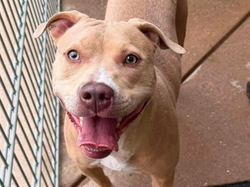 LADY OLIVIA - Pit Bull Terrier available for adoption