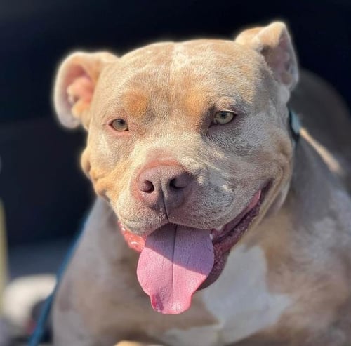 SNORFIE - Pit Bull Terrier available for adoption