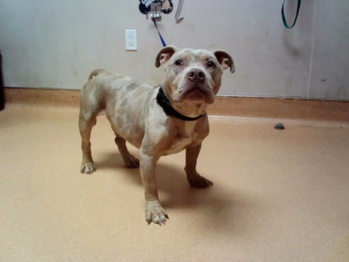 GUALA GUALA - Pit Bull Terrier available for adoption