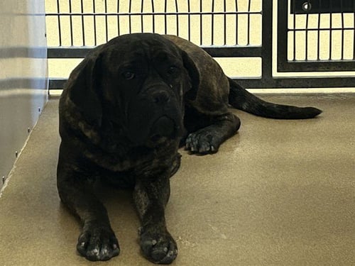 MUHAMMAD ALI - Boxer / Chinese Shar-Pei available for adoption