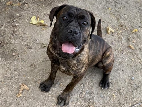ALI - Boxer / Chinese Shar-Pei available for adoption