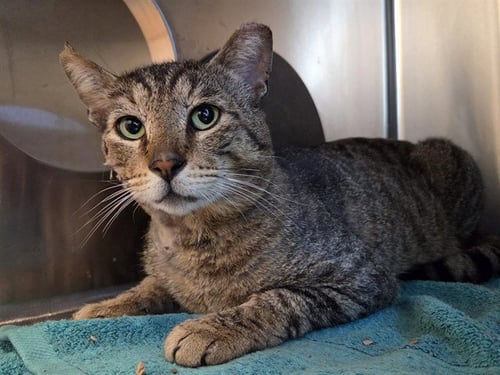 SIMON - Domestic Short Hair available for adoption