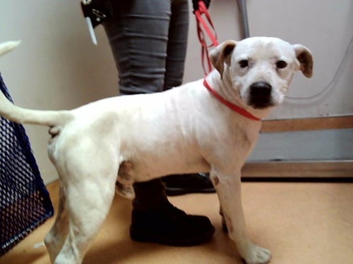 TACO - Pit Bull Terrier available for adoption