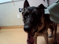 DOGGIE DADDY - Photo 1