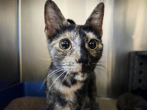 A1054303 - Domestic Short Hair available for adoption