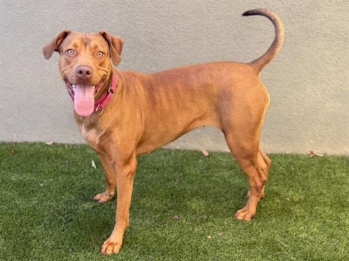 PENNY - Doberman Pinscher / Pit Bull Terrier for adoption in Concord