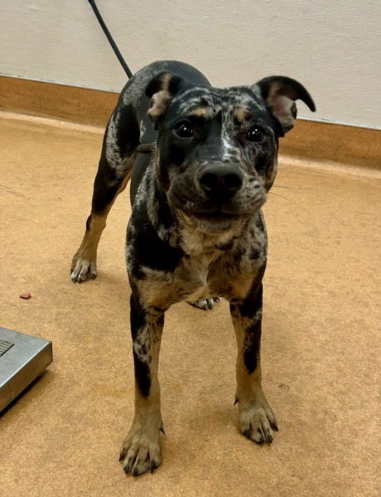 PEBBLES - Catahoula Leopard Dog available for adoption