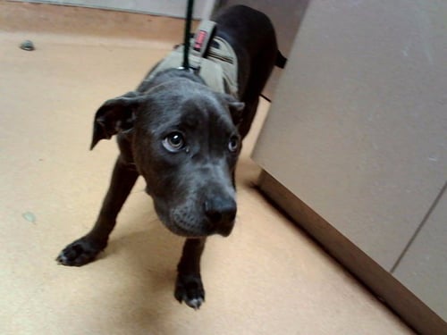 BEATRIX - Pit Bull Terrier available for adoption