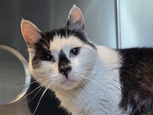 MINX - Domestic Short Hair available for adoption
