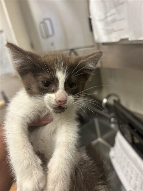 SMORES - Domestic Short Hair available for adoption