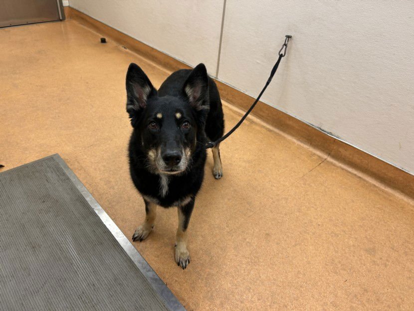 TRIXIE - German Shepherd Dog for adoption in Vallejo