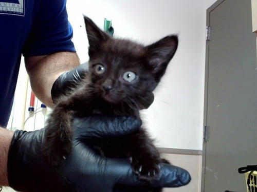A1048281 - Domestic Short Hair available for adoption