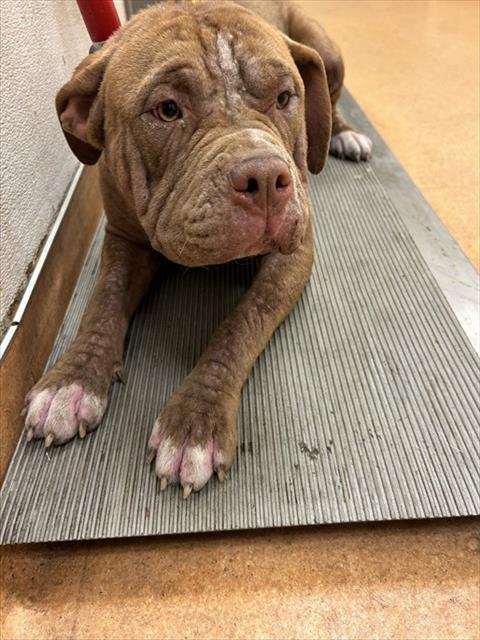 ANGELICA PICKLES - Pit Bull Terrier available for adoption