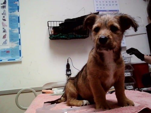 LARRY - Terrier available for adoption