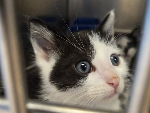A1048555 - Domestic Short Hair for adoption in Concord