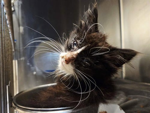 A1049273 - Domestic Long Hair available for adoption
