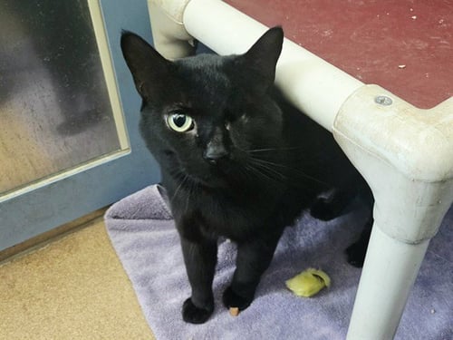 FRITZ - Domestic Short Hair available for adoption