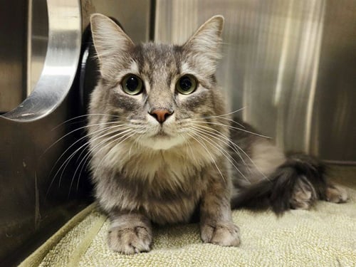 BOOTS - Domestic Medium Hair available for adoption