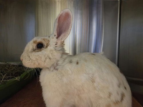 A1054364 - Shorthaired Rabbit available for adoption