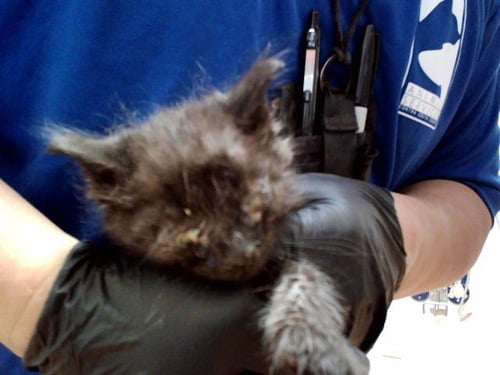 A1047414 - Domestic Medium Hair available for adoption