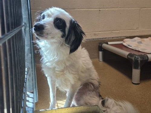 OYSTER - Terrier available for adoption