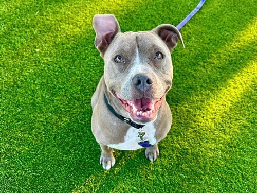 AHSOKA - Pit Bull Terrier available for adoption